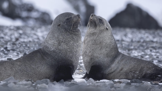 OTL32-25, Day 5, Fur seal 2© Sara Jenner - Oceanwide Expeditions.jpg
