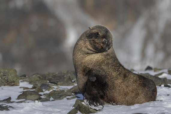 OTL32-25, Day 5, Fur seal 3© Sara Jenner - Oceanwide Expeditions.jpg