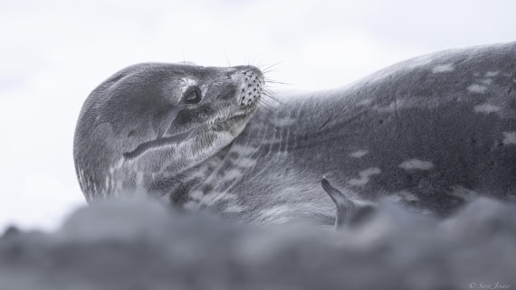 OTL32-25, Day 5, Weddell Seal 1 (2) © Sara Jenner - Oceanwide Expeditions.jpg