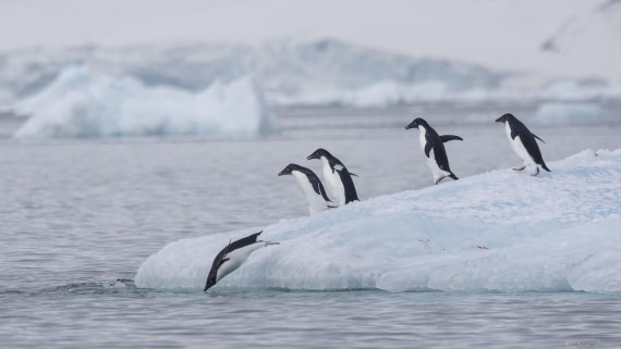 OTL32-25, Day 6, Adelies on an iceberg© Sara Jenner - Oceanwide Expeditions.jpg