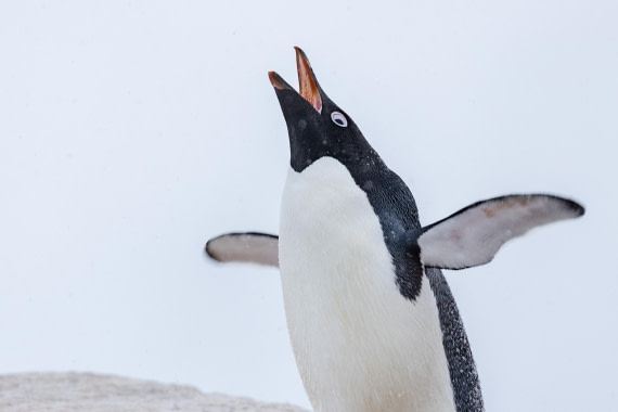 OTL32-25, Day 6, FZ1A5711 © Unknown photographer - Oceanwide Expeditions.jpg