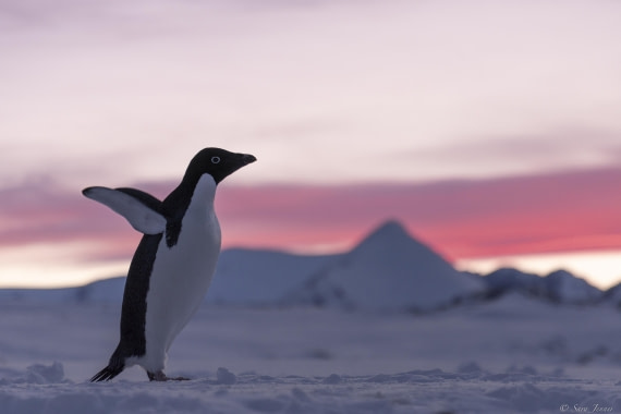 OTL32-25, Day 6, Penguins at sunrise 1 © Sara Jenner - Oceanwide Expeditions.jpg