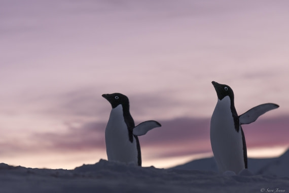OTL32-25, Day 6, Penguins at sunrise 2 © Sara Jenner - Oceanwide Expeditions.jpg