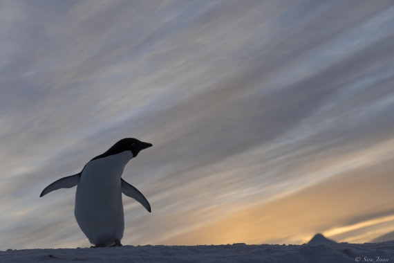 OTL32-25, Day 6, Penguins at sunrise 3 © Sara Jenner - Oceanwide Expeditions.jpg