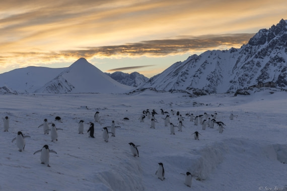 OTL32-25, Day 6, Penguins at sunrise 4 © Sara Jenner - Oceanwide Expeditions.jpg