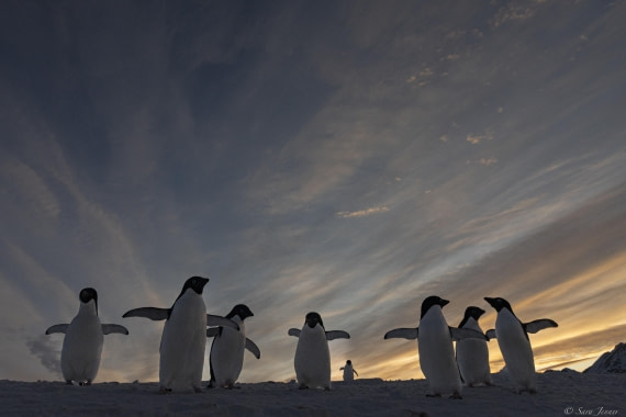 OTL32-25, Day 6, Penguins at sunrise 5 © Sara Jenner - Oceanwide Expeditions.jpg