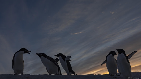 OTL32-25, Day 6, Penguins at sunrise 6 © Sara Jenner - Oceanwide Expeditions.jpg