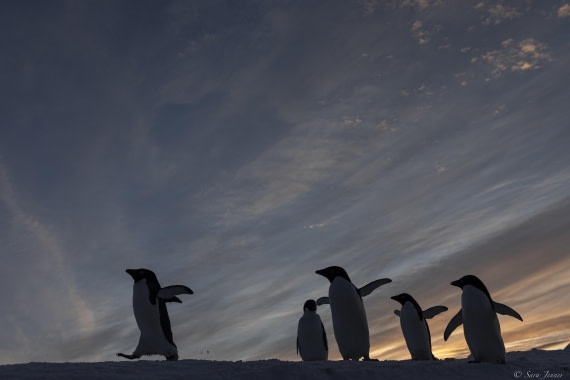 OTL32-25, Day 6, Penguins at sunrise 7 © Sara Jenner - Oceanwide Expeditions.jpg