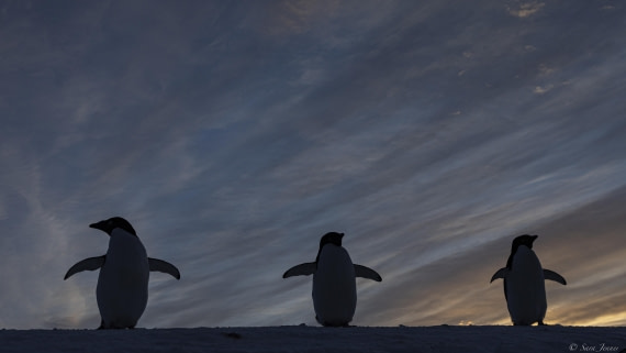 OTL32-25, Day 6, Penguins at sunrise 8 © Sara Jenner - Oceanwide Expeditions.jpg