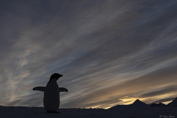 OTL32-25, Day 6, Penguins at sunrise 9 © Sara Jenner - Oceanwide Expeditions.jpg