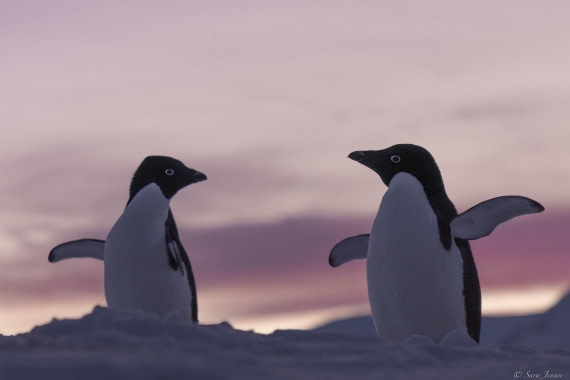 OTL32-25, Day 6, Penguins at sunrise 10 © Sara Jenner - Oceanwide Expeditions.jpg