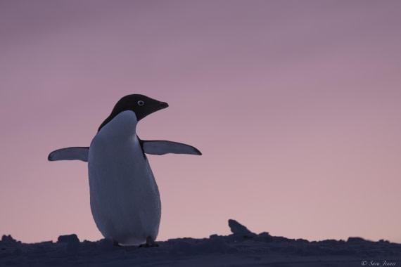 OTL32-25, Day 6, Penguins at sunrise 11 © Sara Jenner - Oceanwide Expeditions.jpg