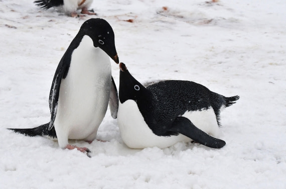 OTL32-25, Day 6, Red Rock Ridge Adelies Sas1 © Saskia van der Meij - Oceanwide Expeditions.JPG