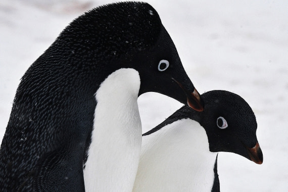 OTL32-25, Day 6, Red Rock Ridge Sas 1 © Saskia van der Meij - Oceanwide Expeditions.JPG