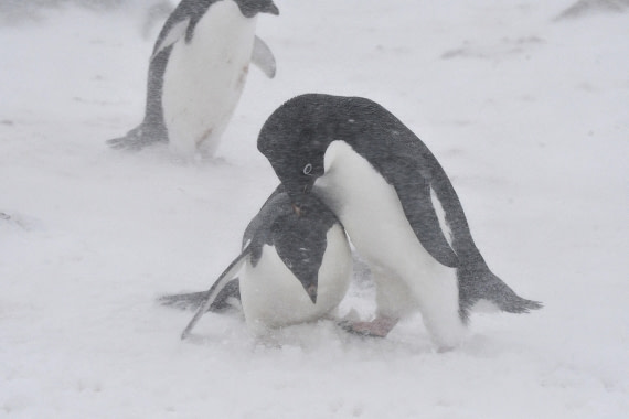 OTL32-25, Day 6, Red Rock Ridge Sas 2 © Saskia van der Meij - Oceanwide Expeditions.JPG