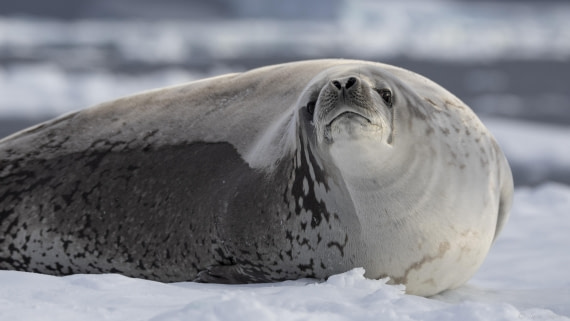 OTL32-25, Day 8, Crabeater 1 (2)© Sara Jenner - Oceanwide Expeditions.jpg