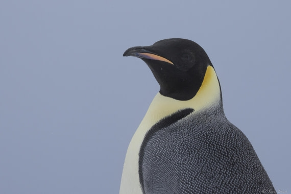 OTL32-25, Day 8, Emperor penguin 3© Sara Jenner - Oceanwide Expeditions.jpg