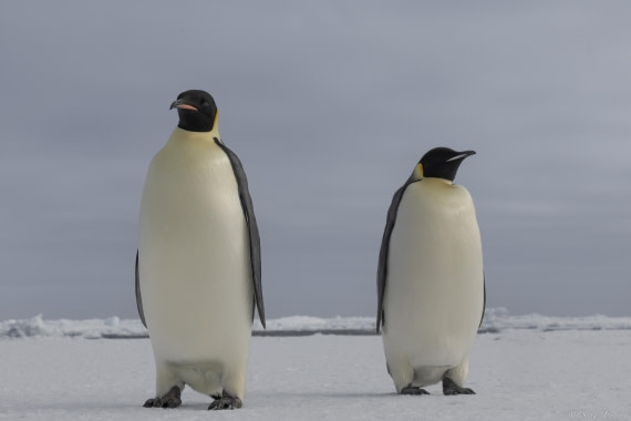 OTL32-25, Day 8, Emperor penguin 6© Sara Jenner - Oceanwide Expeditions.jpg