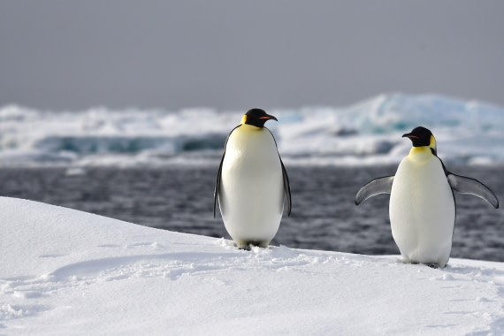 OTL32-25, Day 8, Emperors at sea ice Wilkins Sas © Saskia van der Meij  - Oceanwide Expeditions.JPG