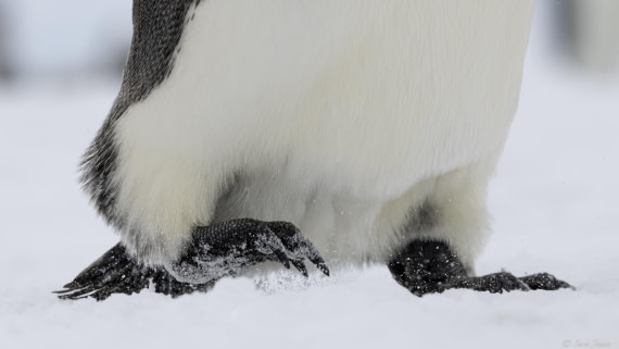 OTL32-25, Day 8, Emperors feet© Sara Jenner - Oceanwide Expeditions.jpg