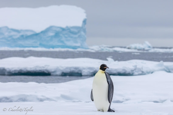 OTL32-25, Day 8, FZ1A6113 © Charlotte Taplin - Oceanwide Expeditions.jpg