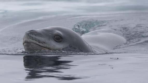 OTL32-25, Day 8, Leopard seal 2 © Sara Jenner - Oceanwide Expeditions.jpg