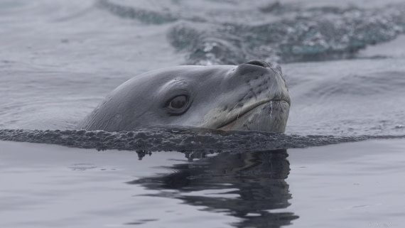 OTL32-25, Day 8, Leopard seal 3 © Sara Jenner - Oceanwide Expeditions.jpg