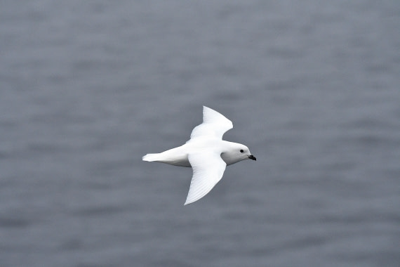 OTL32-25, Day 8, Snow Petrel Wilkins Iceshelf © Saskia van der Meij - Oceanwide Expeditions.JPG