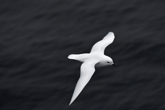 OTL32-25, Day 8, Snow Petrel Wilkins Iceshelf Sas © Saskia van der Meij - Oceanwide Expeditions.JPG