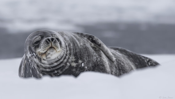 OTL32-25, Day 8, Weddell Seal 1 (3) © Sara Jenner - Oceanwide Expeditions.jpg