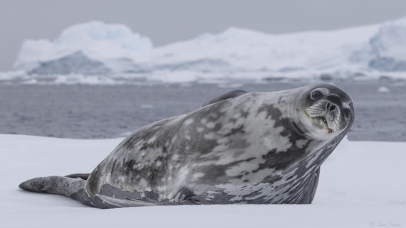 OTL32-25, Day 8, Weddell Seal 3 © Sara Jenner - Oceanwide Expeditions.jpg