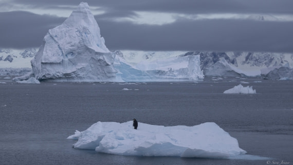 OTL32-25, Day 9, Emperor on ice © Sara Jenner - Oceanwide Expeditions.jpg