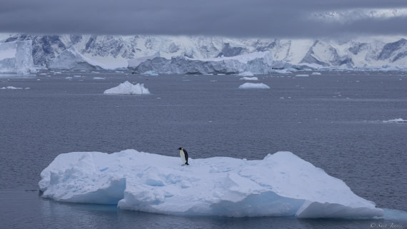 OTL32-25, Day 9, Emperor on ice 1 © Sara Jenner - Oceanwide Expeditions.jpg