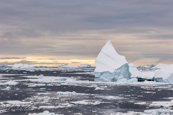 OTL32-25, Day 9, FZ1A6148 © Charlotte Taplin - Oceanwide Expeditions.jpg