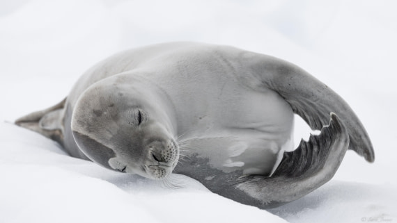 OTL32-25, Day 10, Crabeater 1 (3)© Sara Jenner - Oceanwide Expeditions.jpg