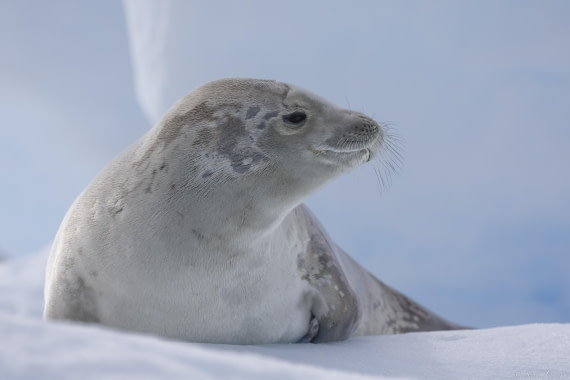 OTL32-25, Day 10, Crabeater 3 (3)© Sara Jenner - Oceanwide Expeditions.jpg