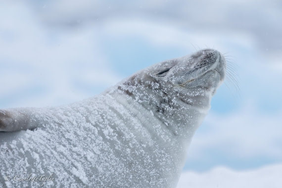 OTL32-25, Day 10, FZ1A6175 © Charlotte Taplin - Oceanwide Expeditions.jpg