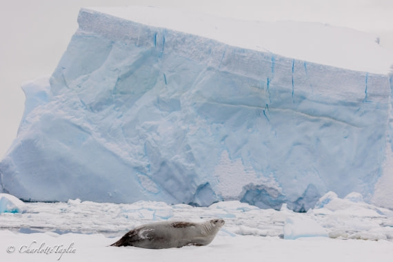 OTL32-25, Day 10, FZ1A6208 © Charlotte Taplin - Oceanwide Expeditions.jpg