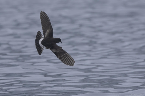 OTL32-25, Day 10, Storm petrel © Sara Jenner - Oceanwide Expeditions.jpg
