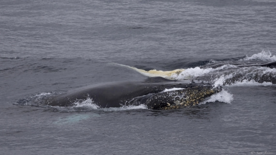 OTL32-25, Day 10, Whale 1 © Sara Jenner - Oceanwide Expeditions.jpg