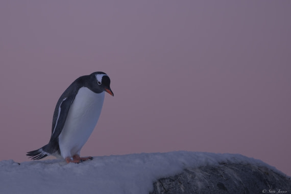 OTL32-25, Day 12, Gentoo 1 © Sara Jenner - Oceanwide Expeditions.jpg