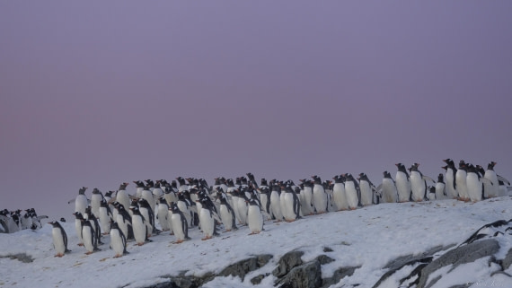 OTL32-25, Day 12, Gentoo 3 © Sara Jenner - Oceanwide Expeditions.jpg