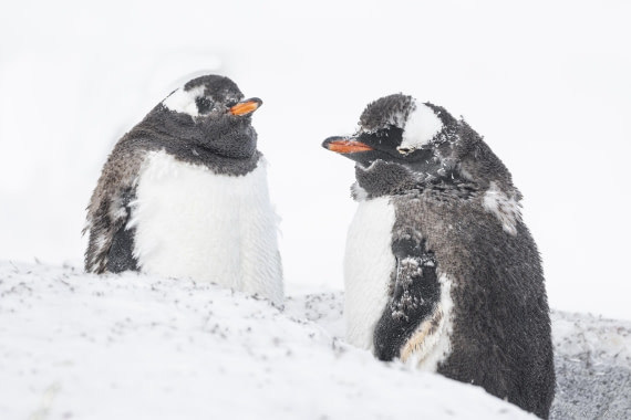 OTL32-25, Day 12, Gentoos 4 © Sara Jenner - Oceanwide Expeditions.jpg