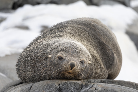 OTL32-25, Day 13, Fur seal© Sara Jenner - Oceanwide Expeditions.jpg