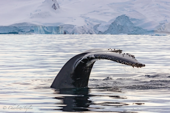 OTL32-25, Day 13, FZ1A6790 © Charlotte Taplin - Oceanwide Expeditions.jpg