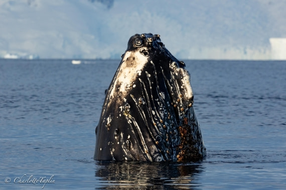 OTL32-25, Day 13, FZ1A6833 © Charlotte Taplin - Oceanwide Expeditions.jpg