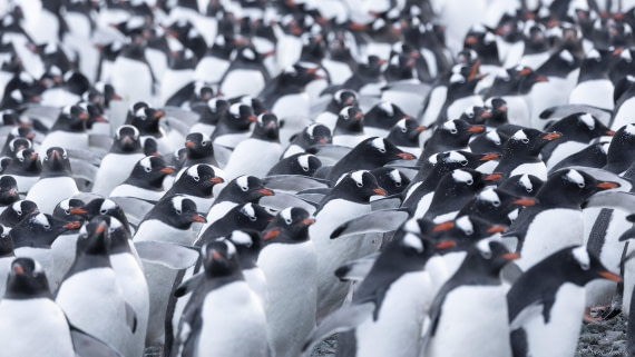 OTL32-25, Day 13, Gentoos © Sara Jenner - Oceanwide Expeditions.jpg