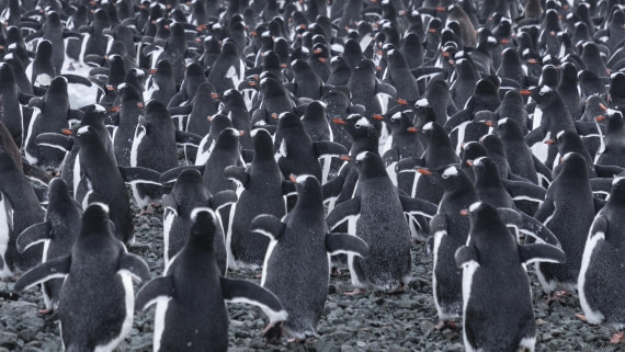 OTL32-25, Day 13, Gentoos 1 © Sara Jenner - Oceanwide Expeditions.jpg