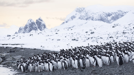 OTL32-25, Day 13, Gentoos 2 © Sara Jenner - Oceanwide Expeditions.jpg