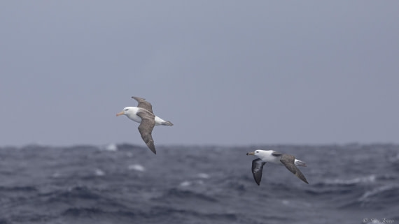 OTL32-25, Day 14, Albatross_© Sara Jenner - Oceanwide Expeditions.jpg